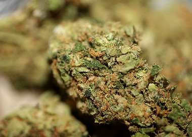 Cannabis buds close up