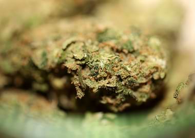 Cannabis buds close up