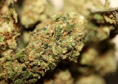 Cannabis buds close up