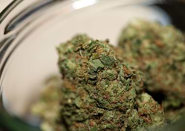 Cannabis buds close up