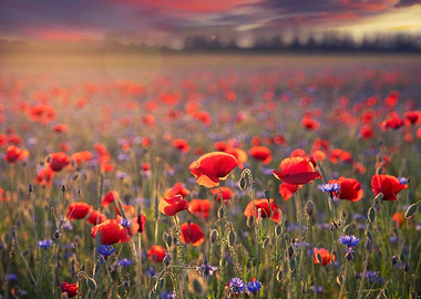 Red poppy flower, meadow