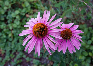 Pink Daisies