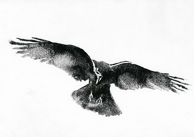 Watercolor painting crow