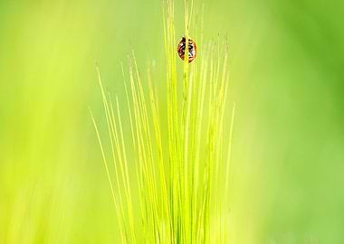 ladybug ladybird on a bar