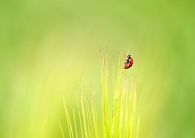 ladybug ladybird on a bar