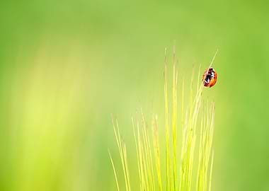 ladybug ladybird on a bar