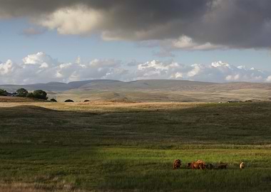 Highland cows in Brecon