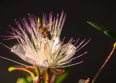 Bee on a wild flower