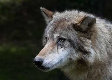 The Grey Wolf