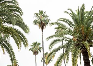 Palm Trees Beauty 2 trop