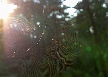 Perfect web in the sunset