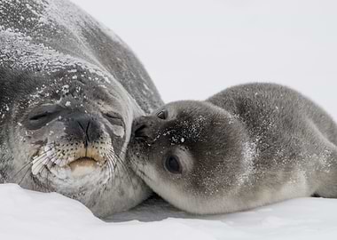 Seal Affection