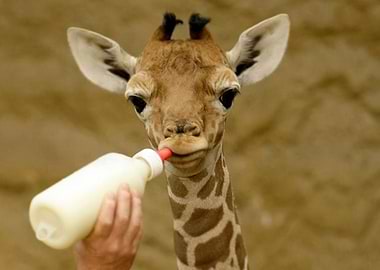 Baby Giraffe Bottle fed