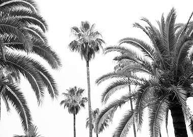 Palm Trees Beauty 3