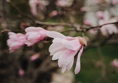 Flower Of Magnolia Tree