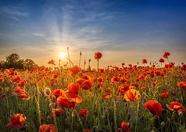 Poppy idyll in sunset