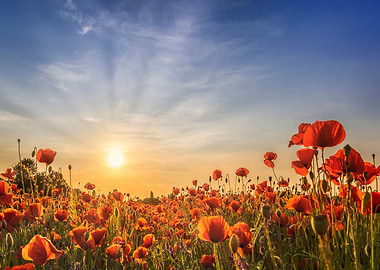 Poppy field in sunset