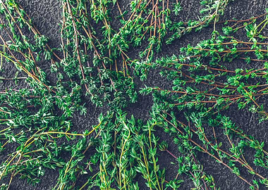 Fresh thyme