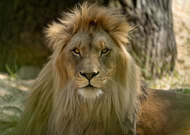 Majestic African Lion