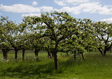 Orchard grass and blue sky