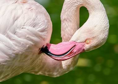Flamingo Bird Wall Art