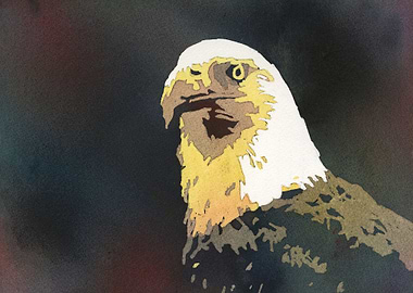 Eagle watercolor painting