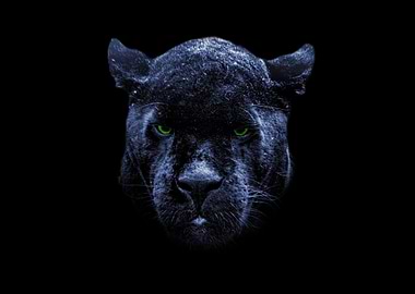 Black jaguar