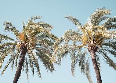 Palm Trees Beauty 4