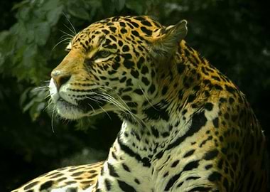 Jaguar