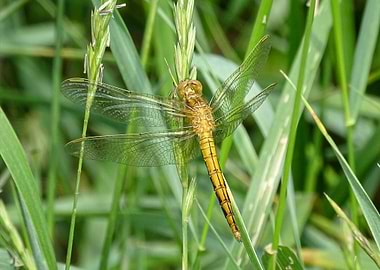 Dragonfly