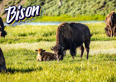 Bison at Yellowstone