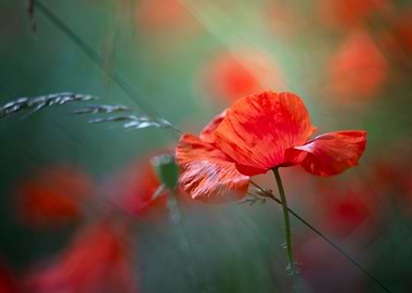 Red poppy flower, macro