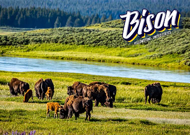 Bison at Yellowstone