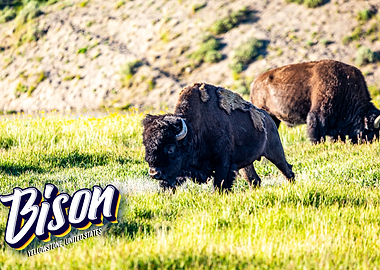 Bison at Yellowstone