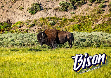 Bison at Yellowstone