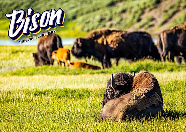 Bison at Yellowstone