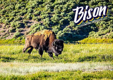 Bison at Yellowstone