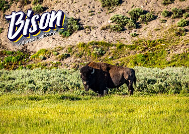 Bison at Yellowstone