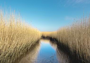 Reed fields Netherlands