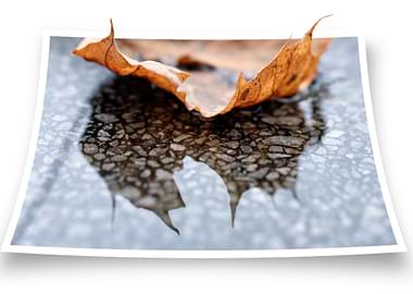Reflections of a Leaf