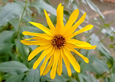 Photo yellow flower