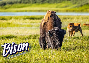 Bison at Yellowstone