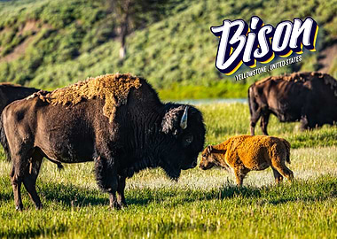Bison at Yellowstone