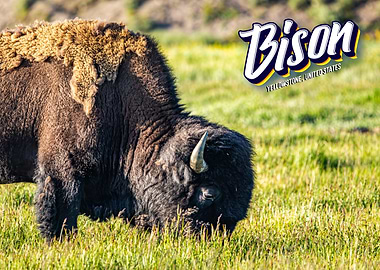 Bison at Yellowstone