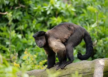 Brown Capuchin Monkey