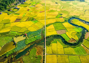 Nice ripen rice fields