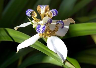 Apostles Iris Trimezia