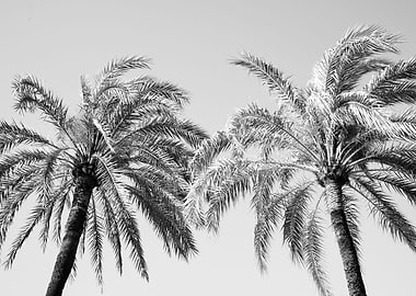 Palm Trees Beauty 5