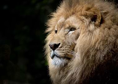 Lion King of the Jungle