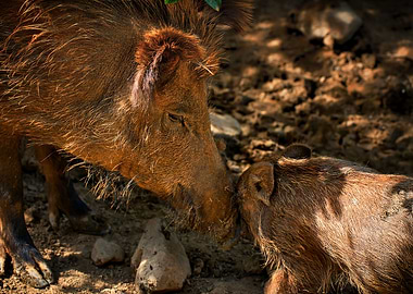 Brown wild boar Boar head